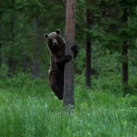 ホテル Bear Watching Hide Of Alutaguse Palasi エクステリア 写真