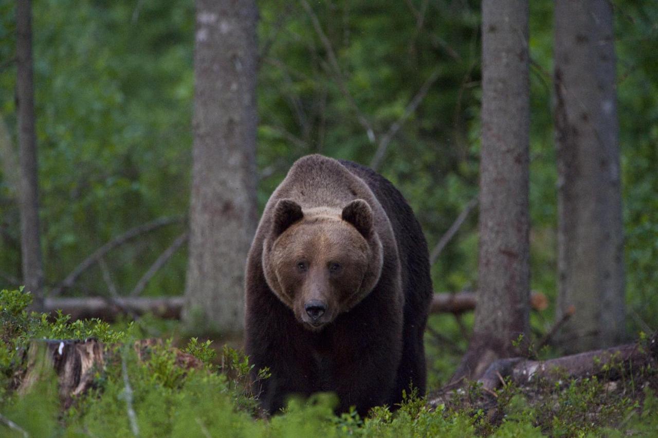 ホテル Bear Watching Hide Of Alutaguse Palasi エクステリア 写真