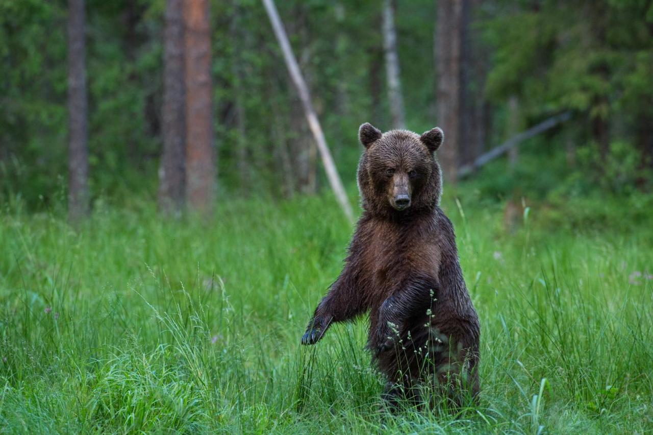 ホテル Bear Watching Hide Of Alutaguse Palasi エクステリア 写真