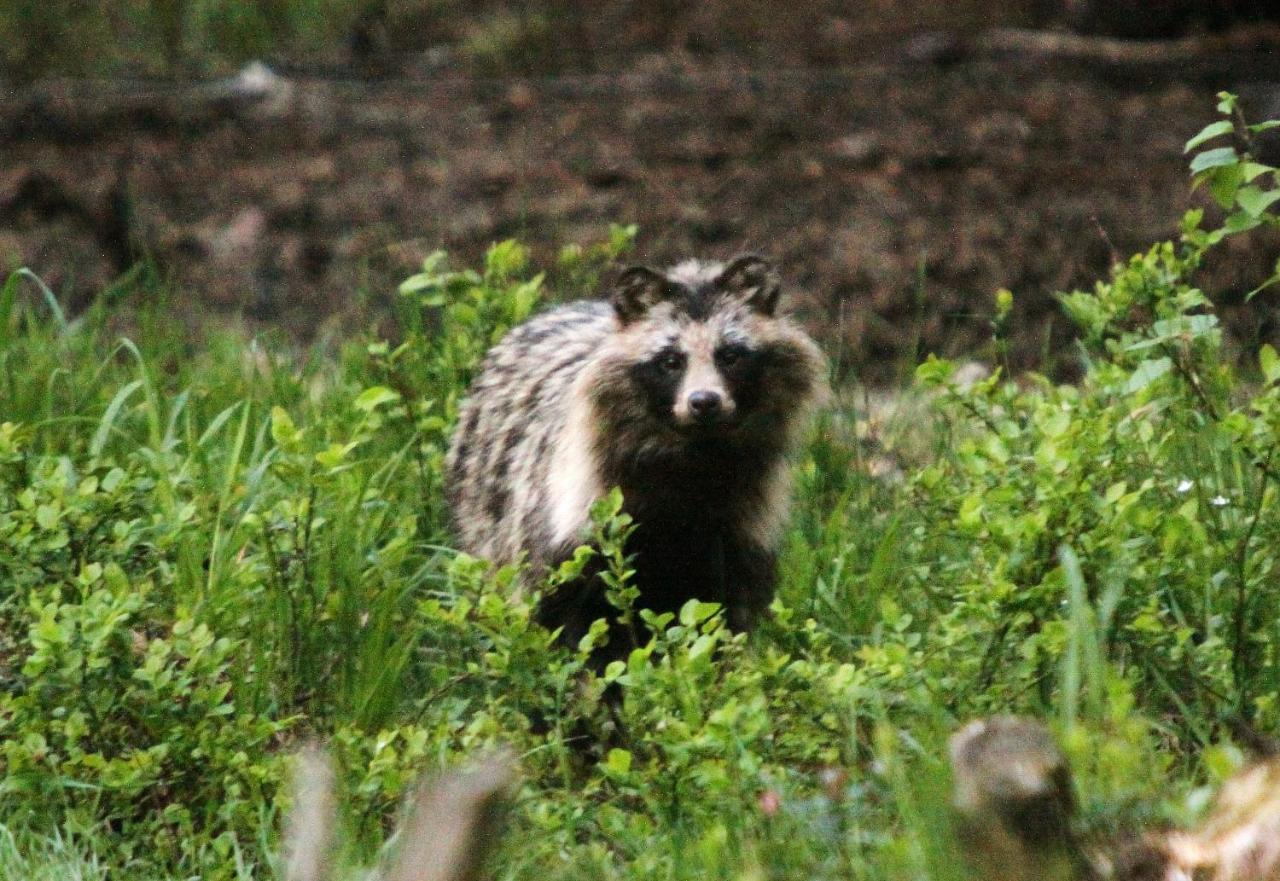 ホテル Bear Watching Hide Of Alutaguse Palasi エクステリア 写真