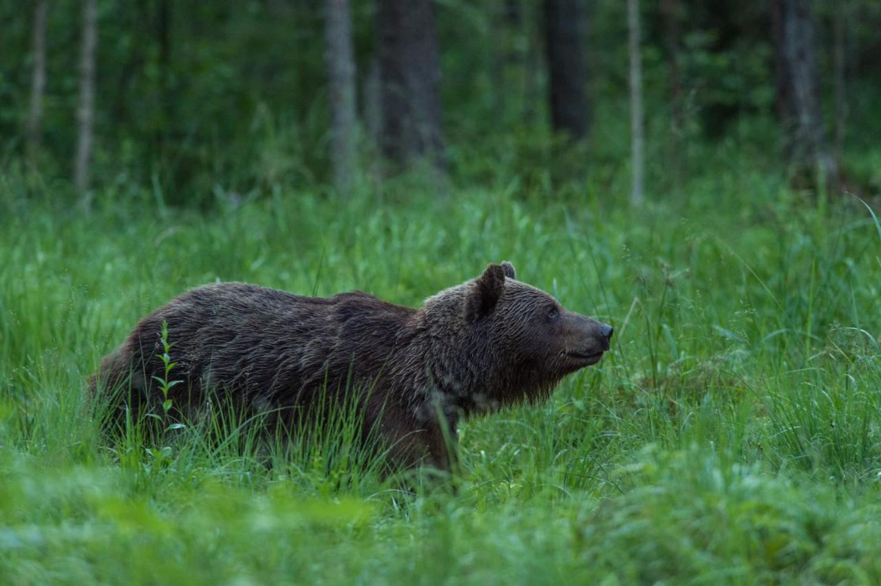 ホテル Bear Watching Hide Of Alutaguse Palasi エクステリア 写真