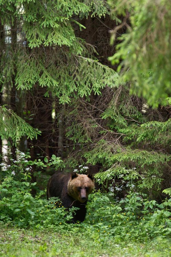 ホテル Bear Watching Hide Of Alutaguse Palasi エクステリア 写真