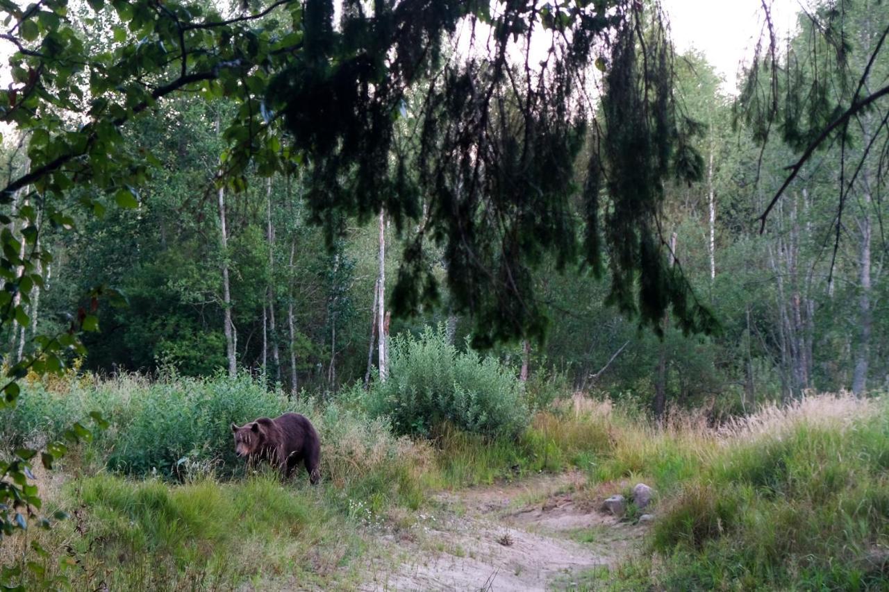 ホテル Bear Watching Hide Of Alutaguse Palasi エクステリア 写真