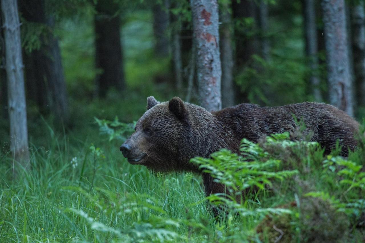 ホテル Bear Watching Hide Of Alutaguse Palasi エクステリア 写真