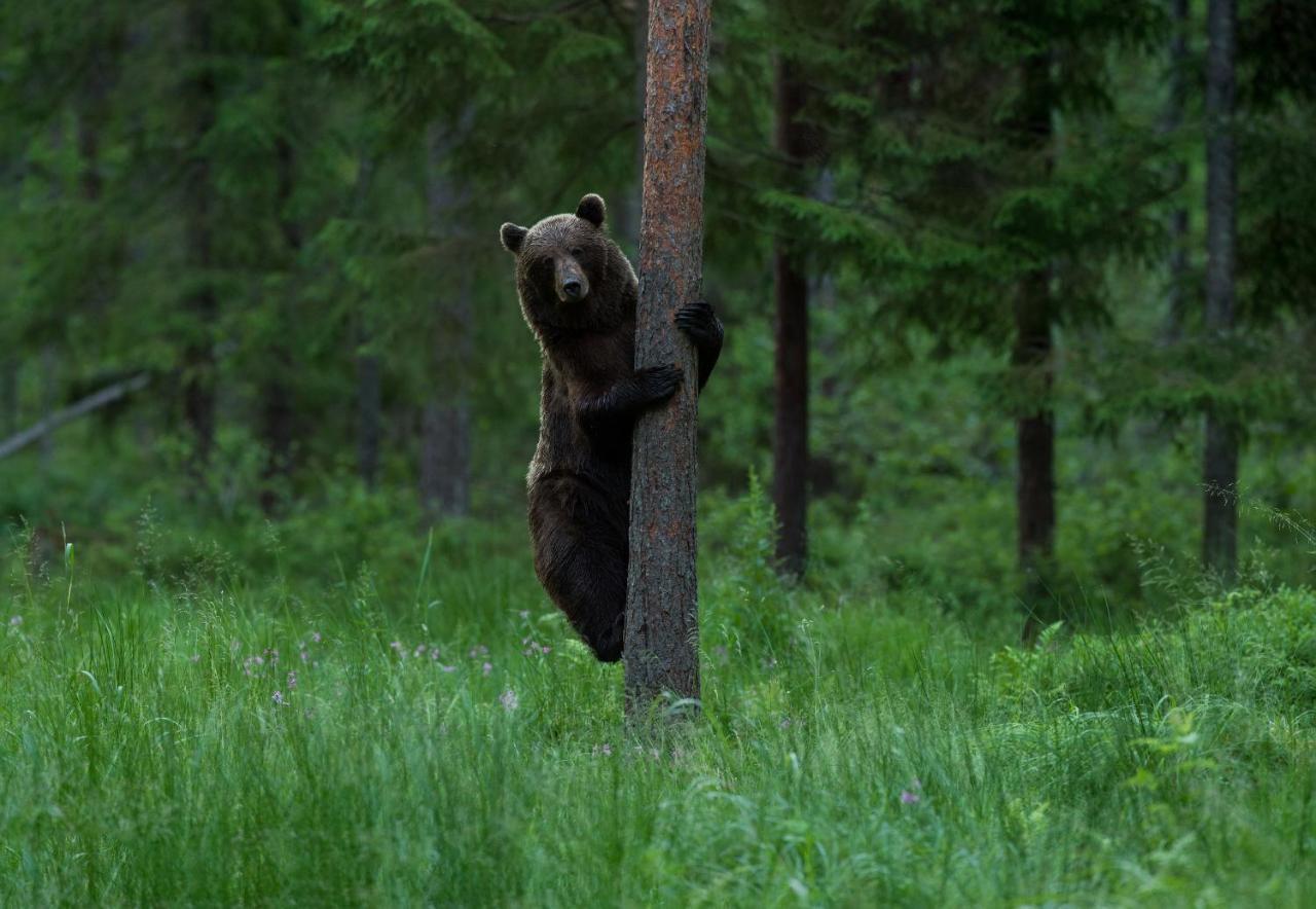 ホテル Bear Watching Hide Of Alutaguse Palasi エクステリア 写真