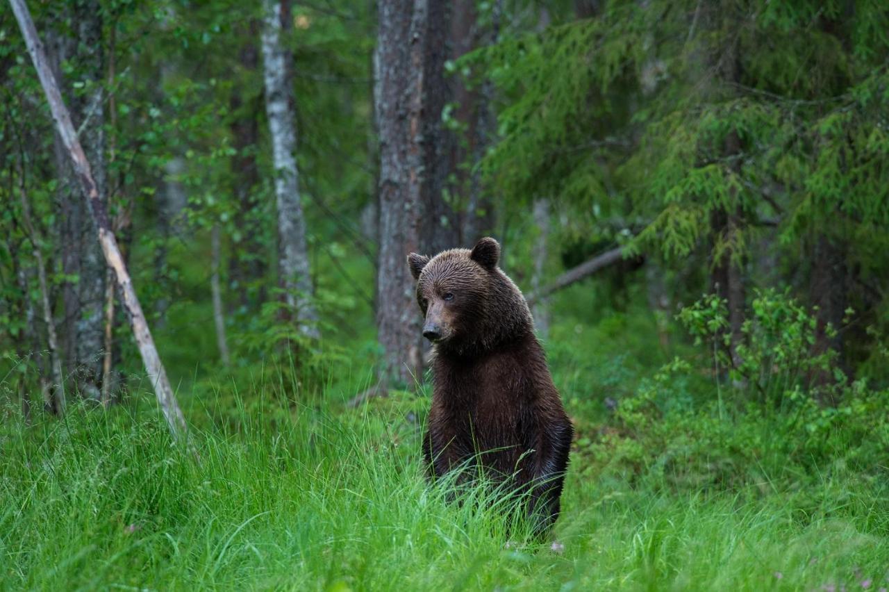 ホテル Bear Watching Hide Of Alutaguse Palasi エクステリア 写真